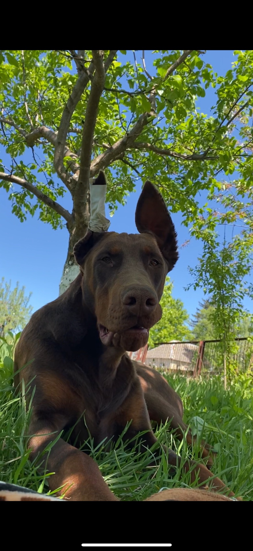 Щенки добермана