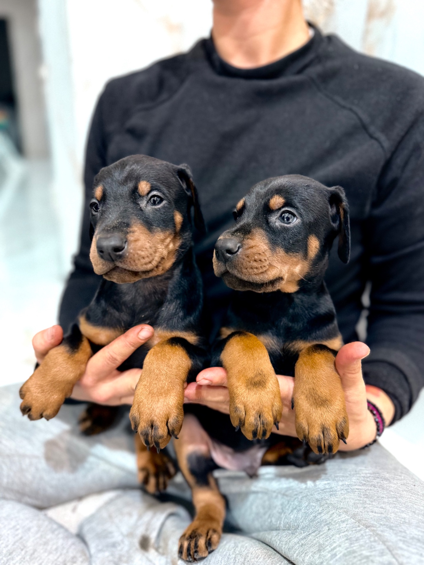 Щенки добермана