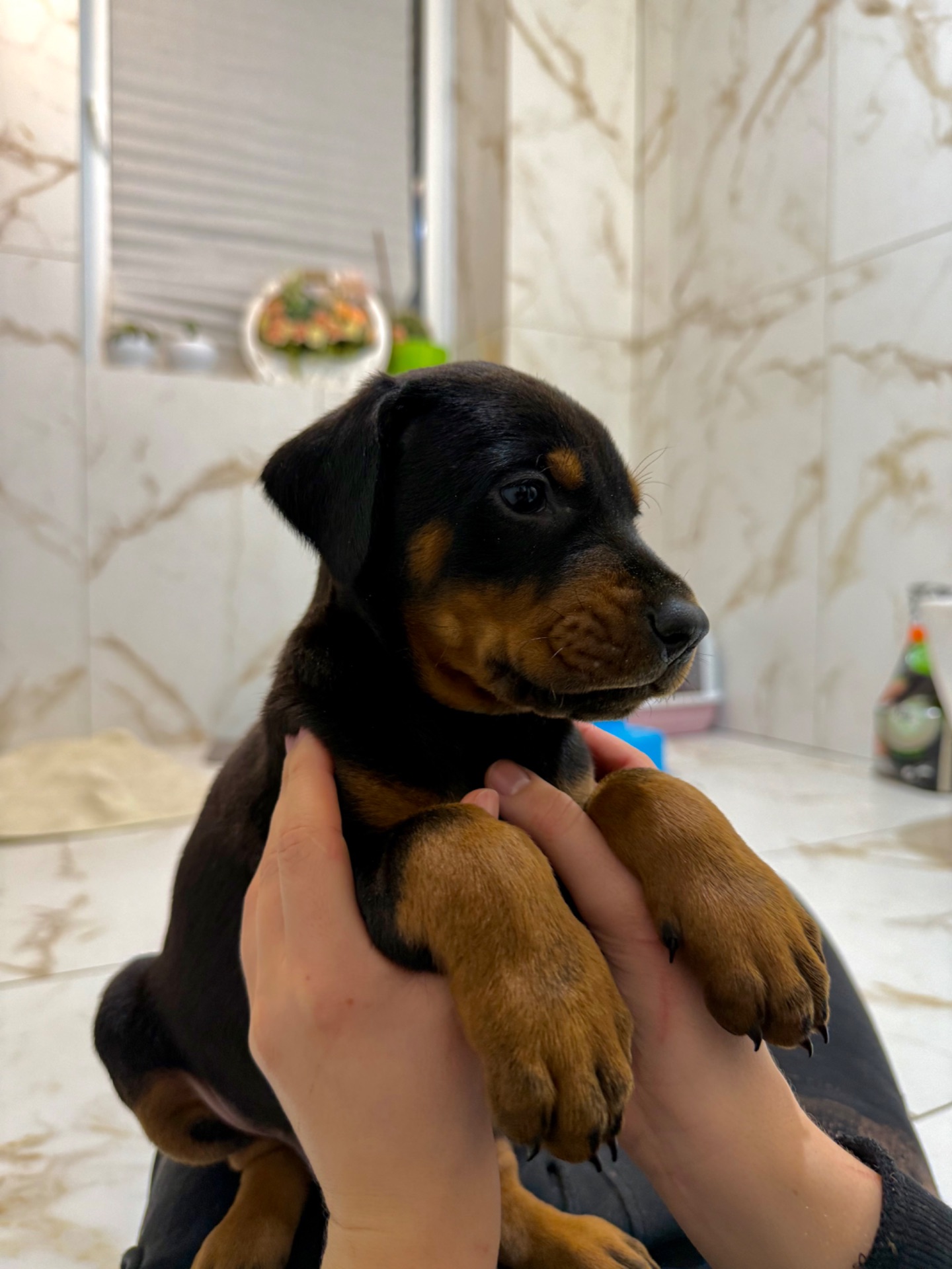 Щенки добермана