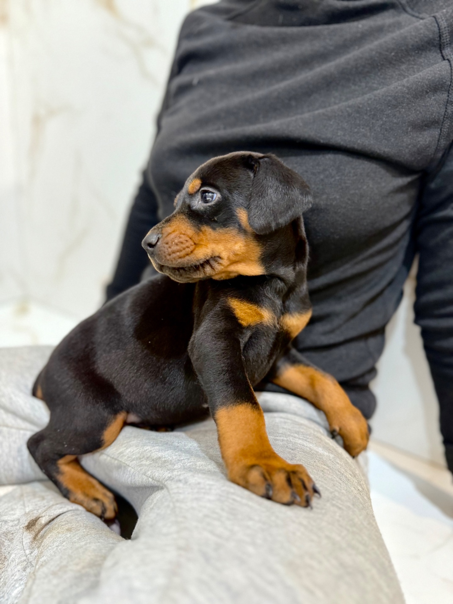 Щенки добермана