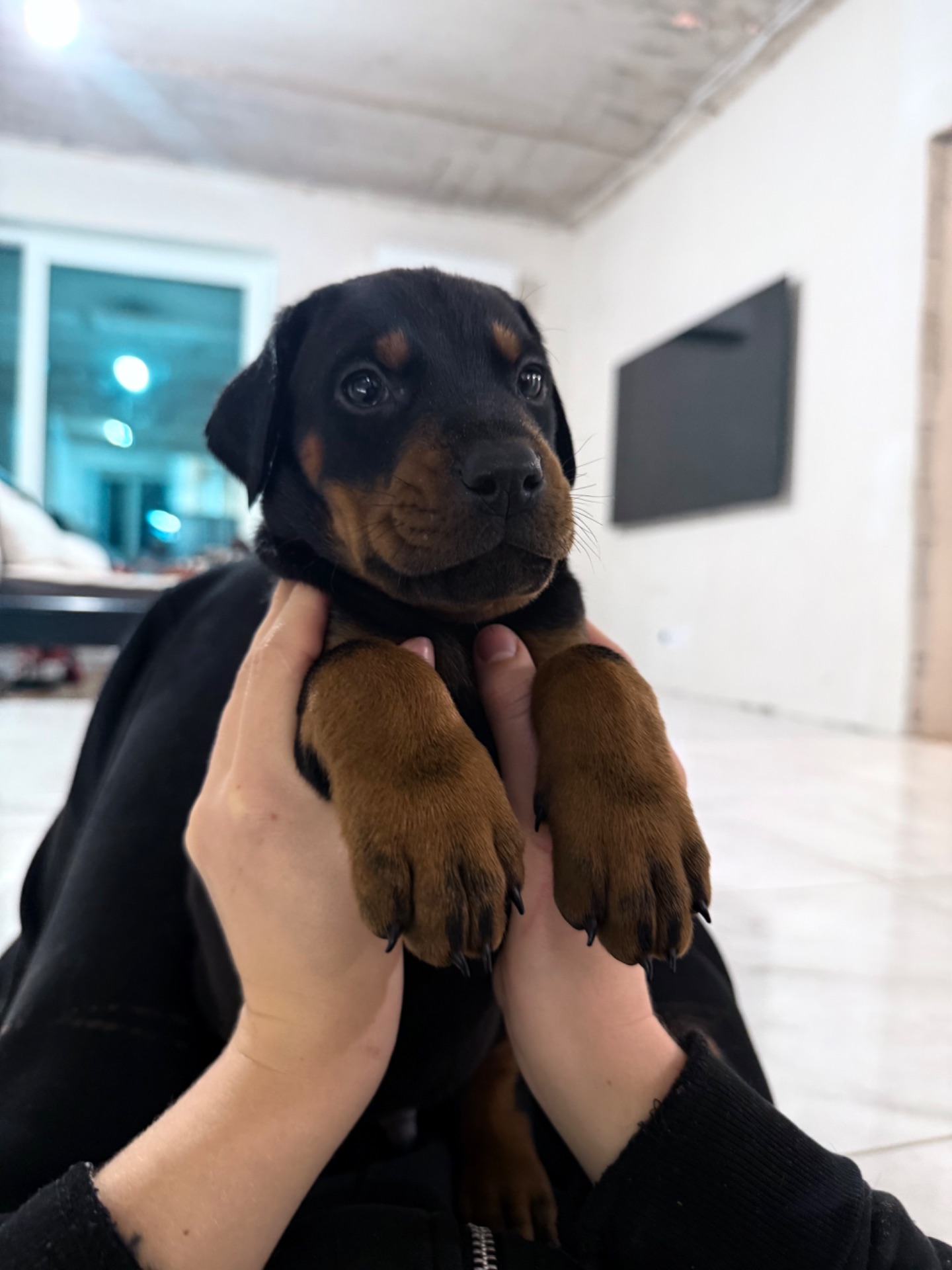 Щенки добермана