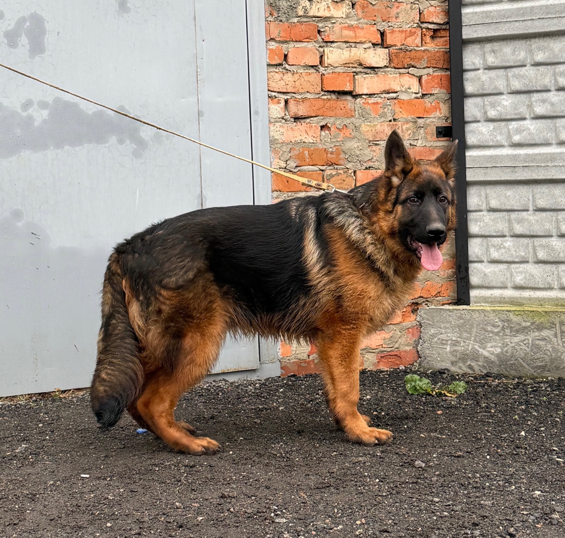 Продам щенка Немецкой Овчарки