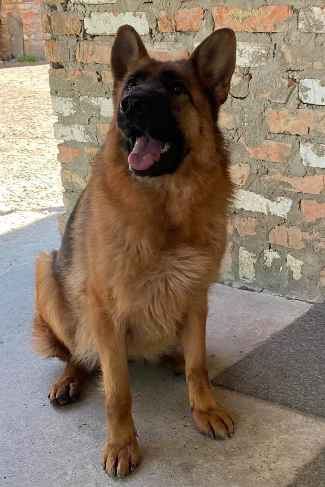 Продам щенка Немецкой Овчарки