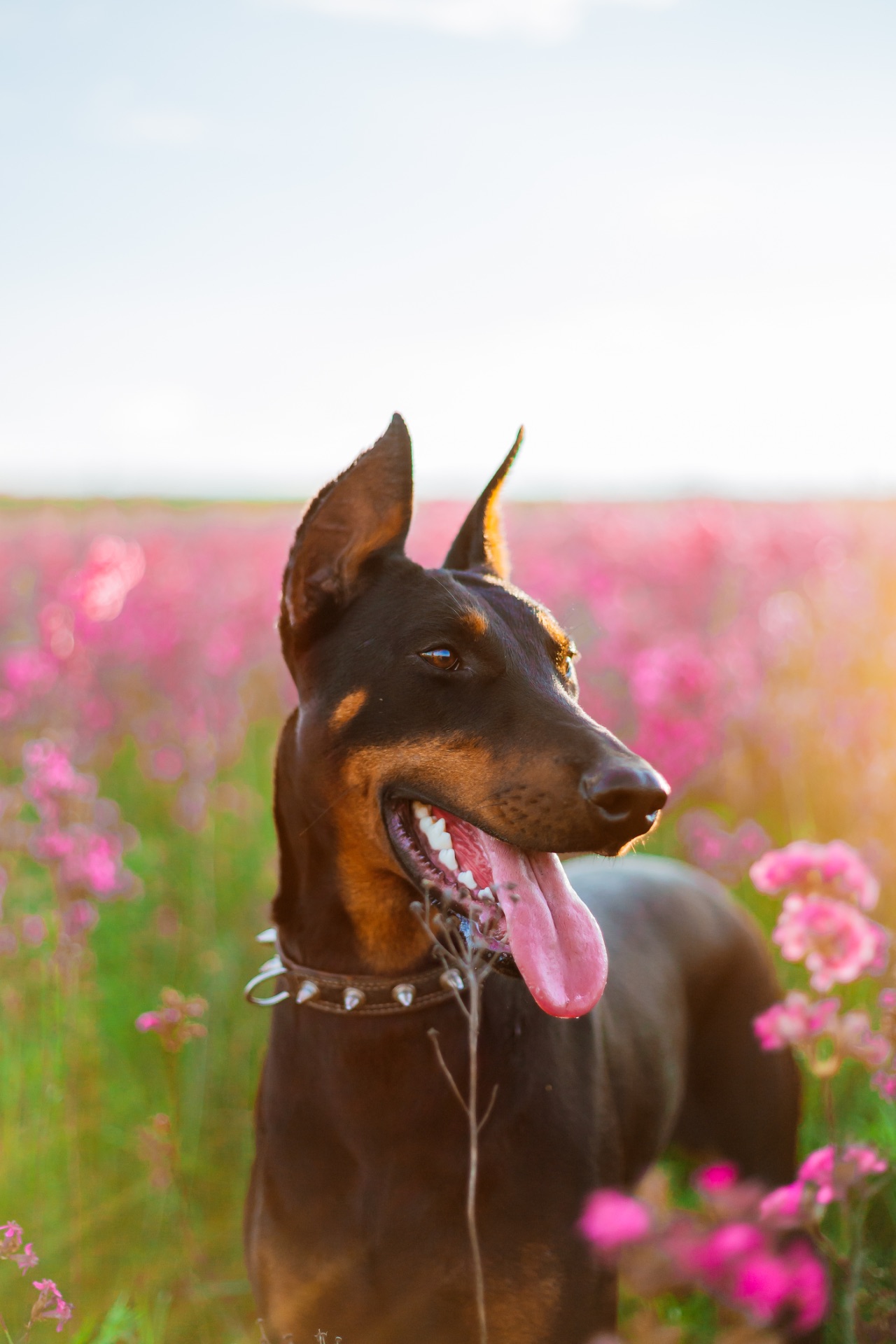 Щенки добермана