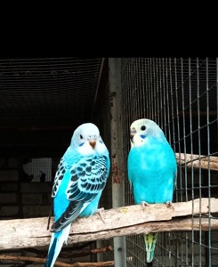 Волнистые попугаи