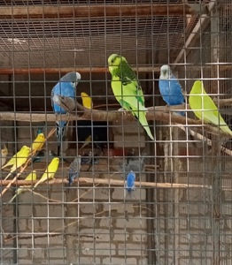 Волнистые попугаи