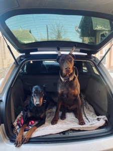 Щенки добермана