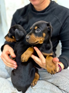 Щенки добермана