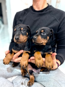 Щенки добермана