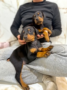 Щенки добермана