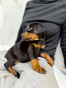 Щенки добермана