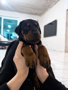 Щенки добермана