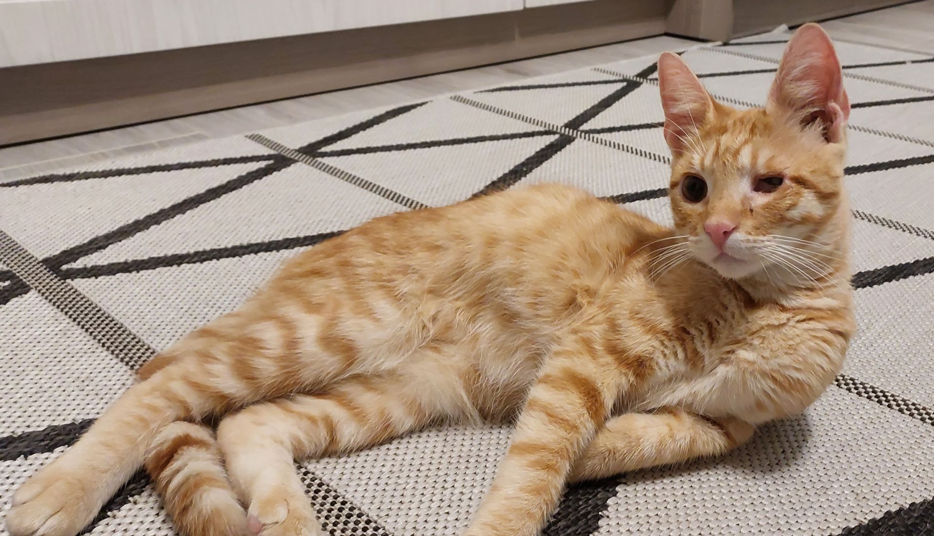 Маленький пірат в пошуках дому