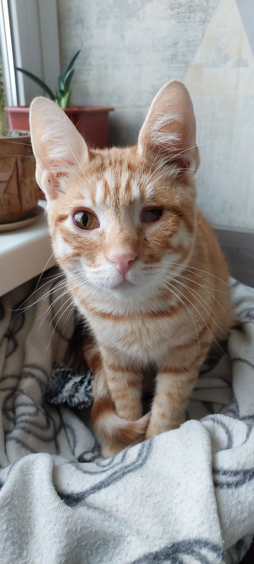 Маленький пірат в пошуках дому