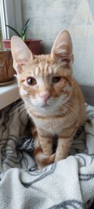 Маленький пірат в пошуках дому