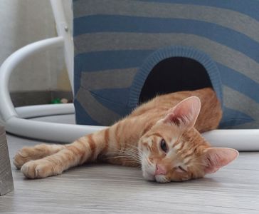 Маленький пірат в пошуках дому