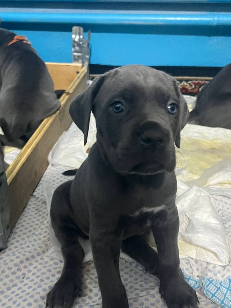 Щенки Кане Корсо