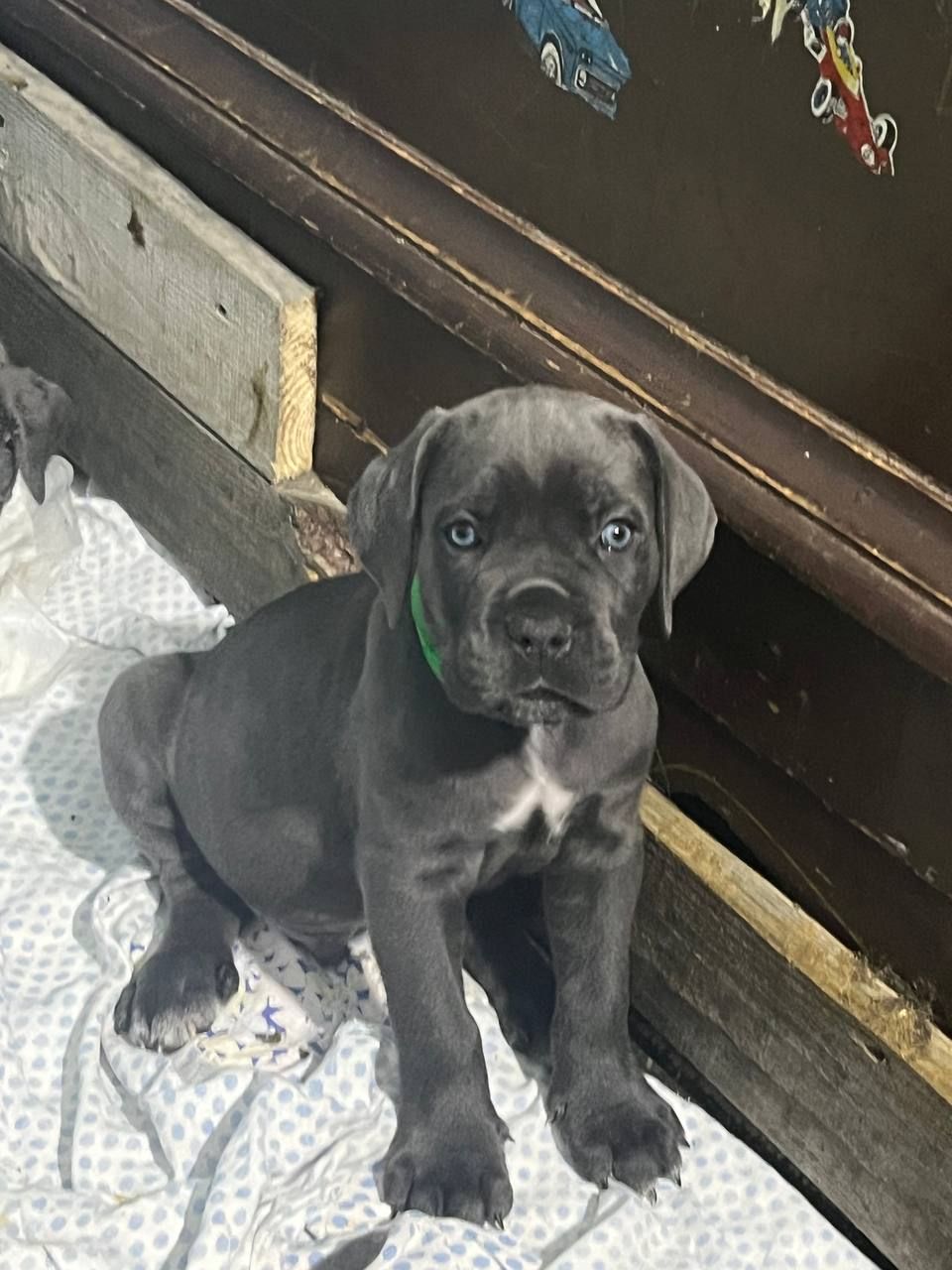 Щенки Кане Корсо