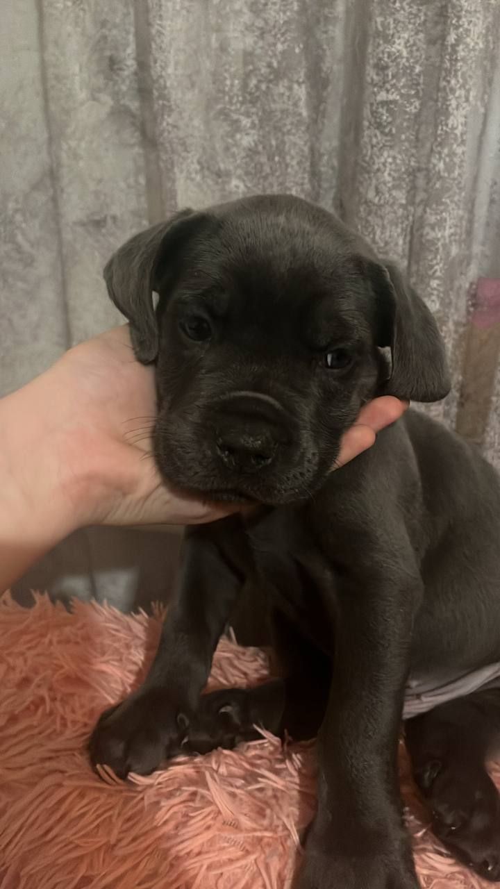 Щенки Кане Корсо