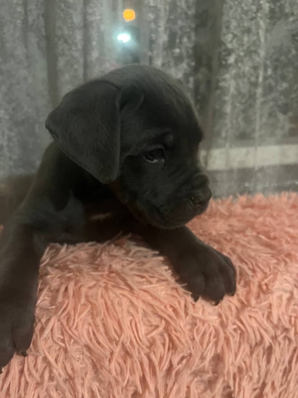 Щенки Кане Корсо