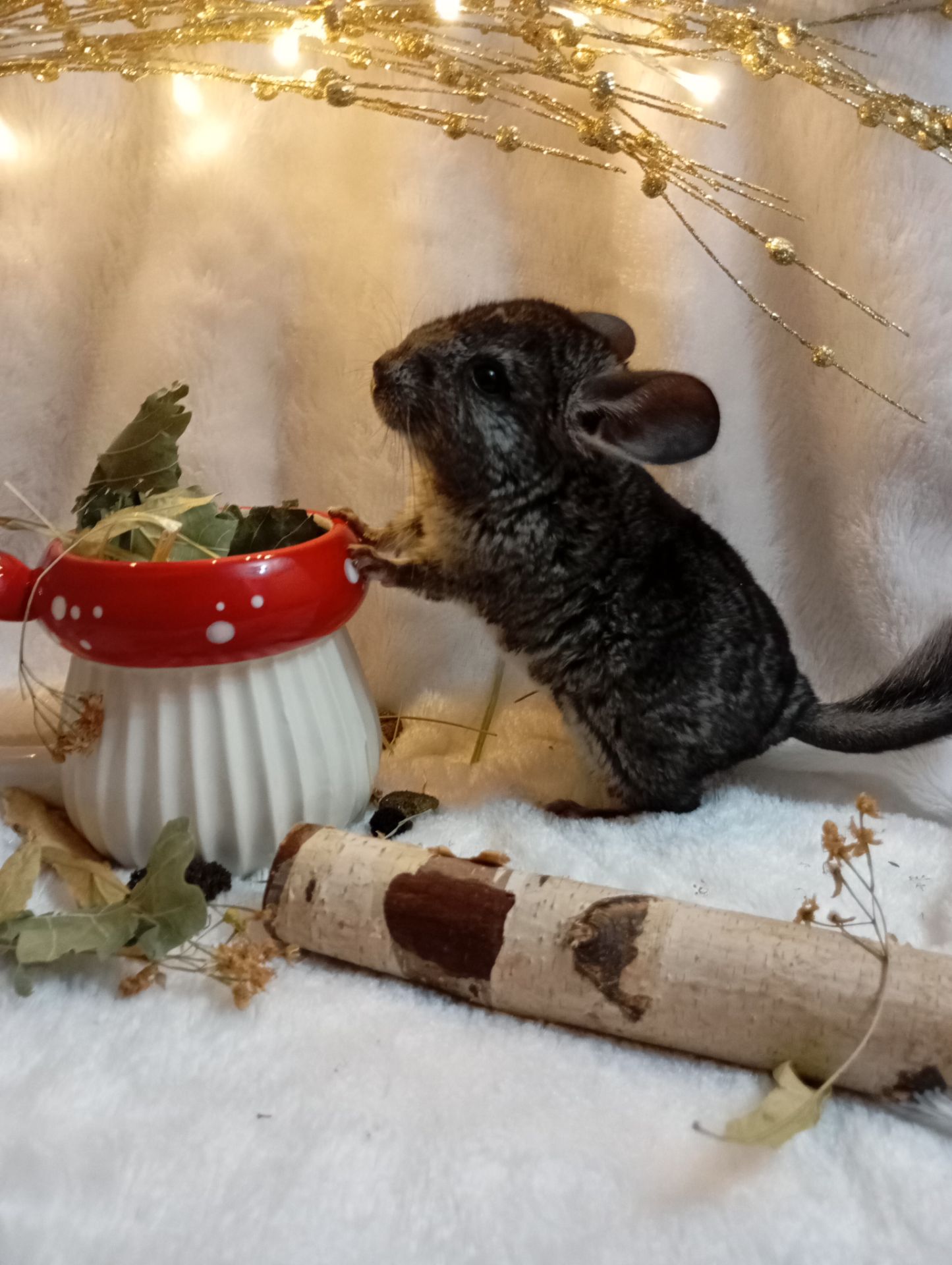 Шиншилятка