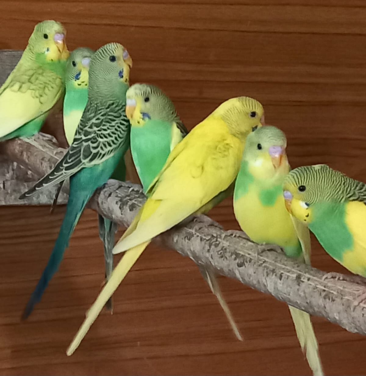 Волнистый попугай