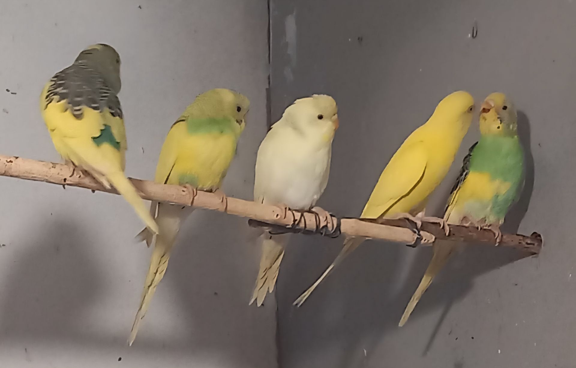 Волнистый попугай