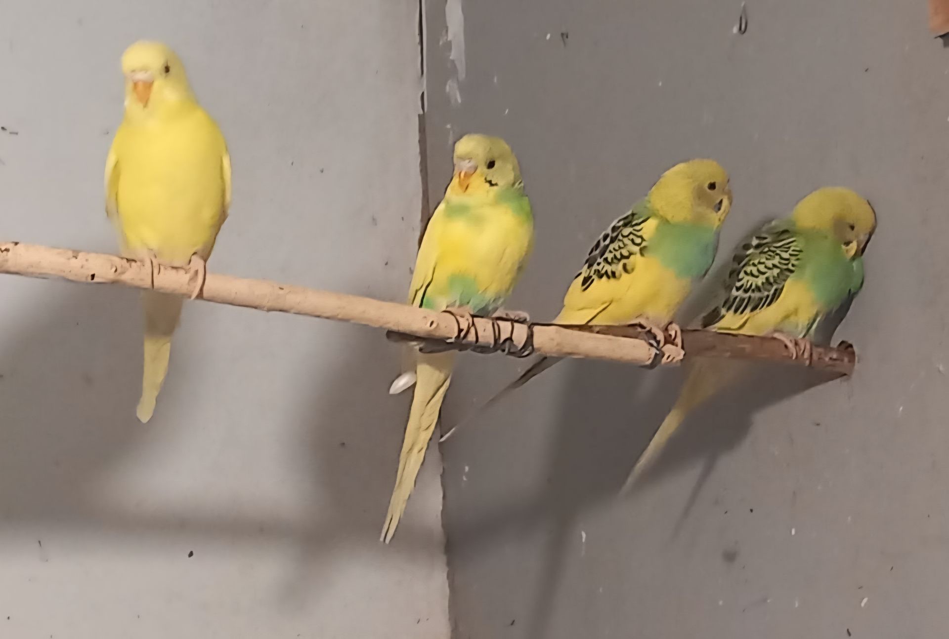 Волнистый попугай