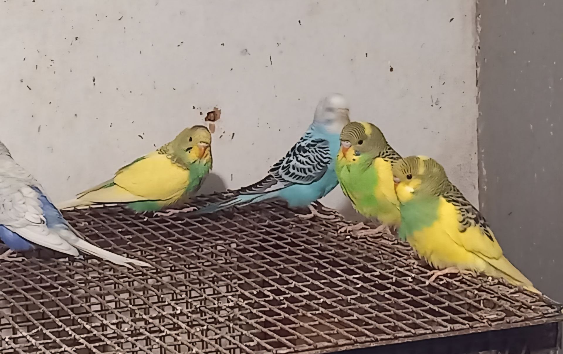 Волнистый попугай