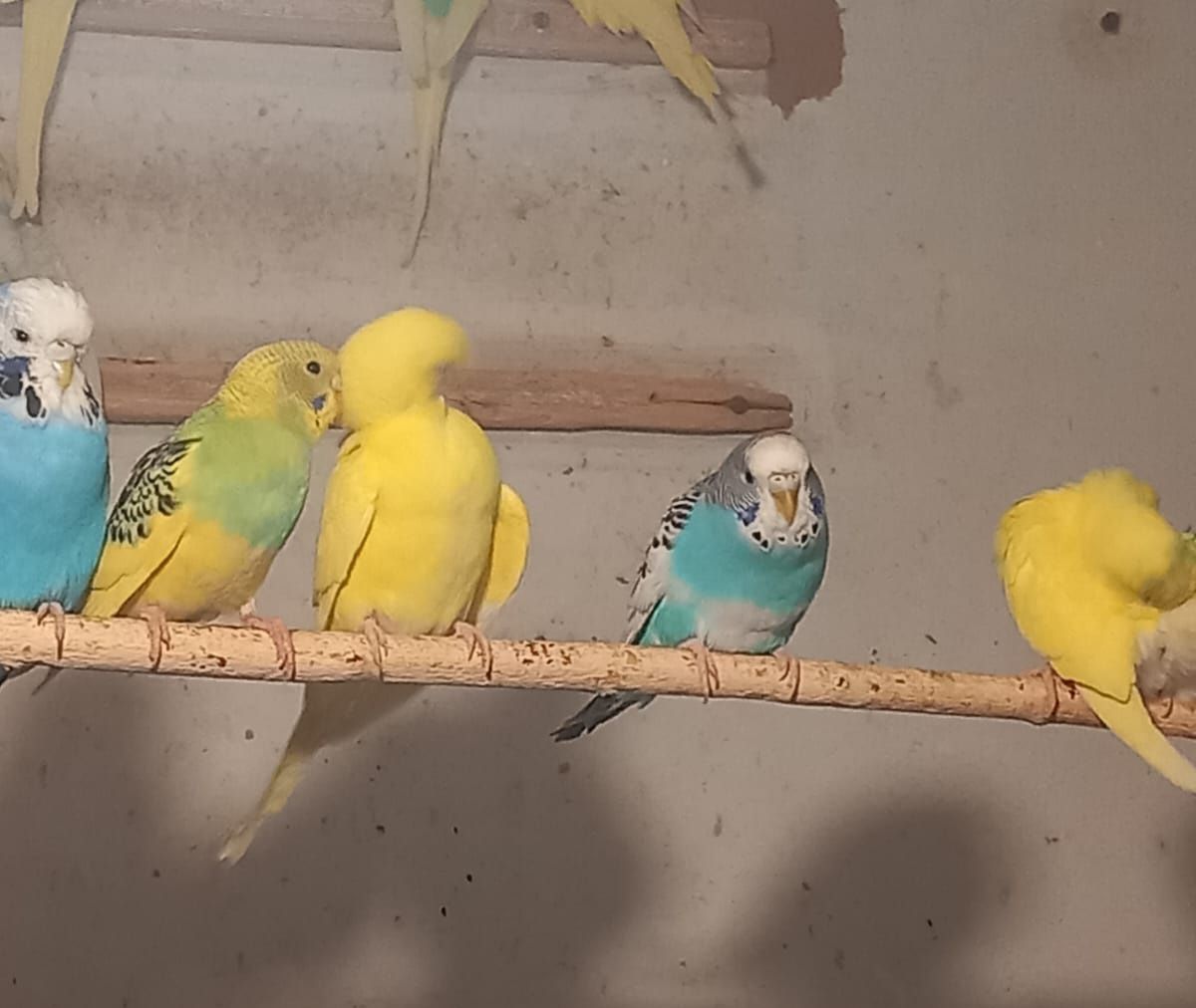 Волнистый попугай