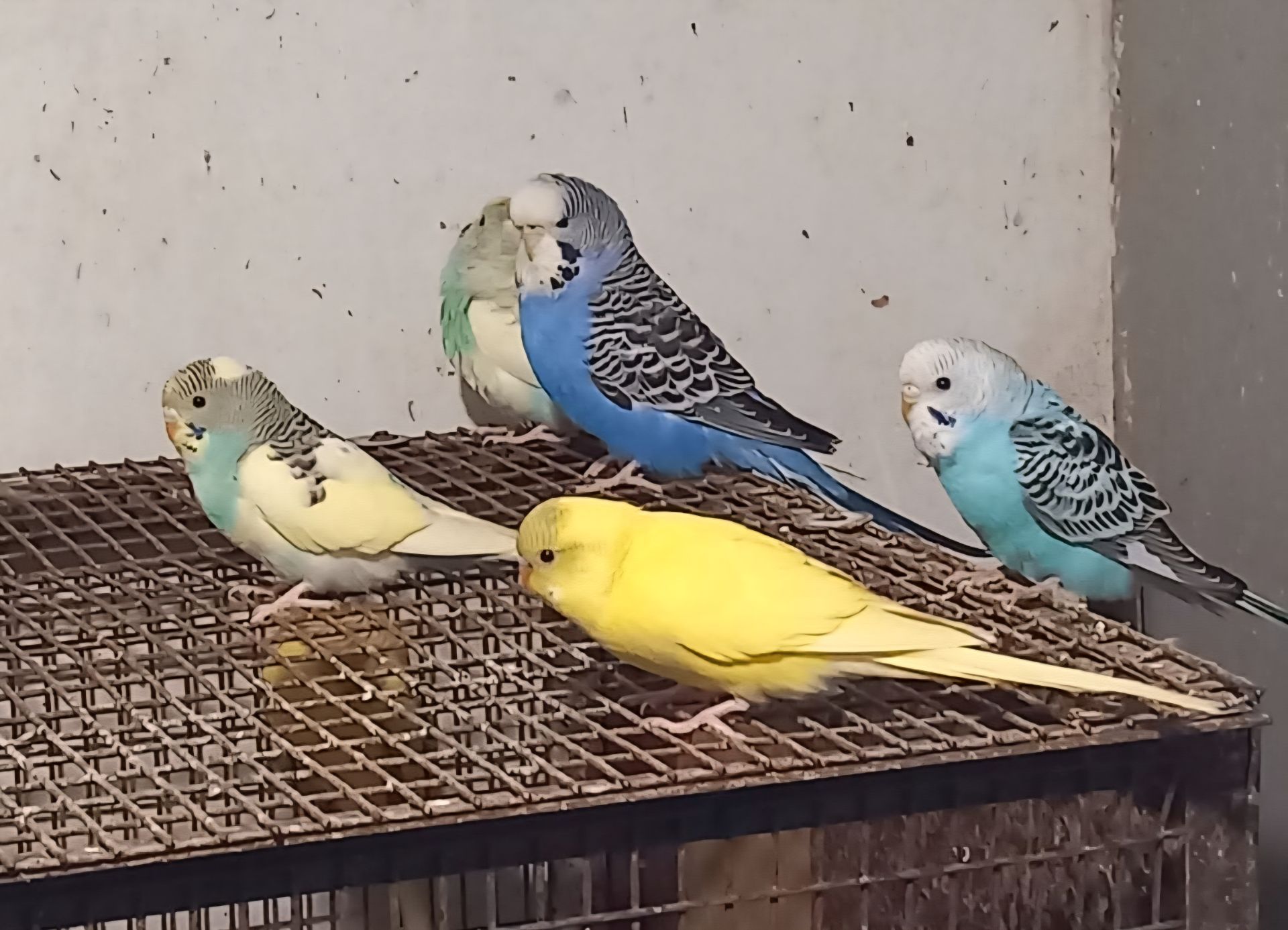 Волнистый попугай