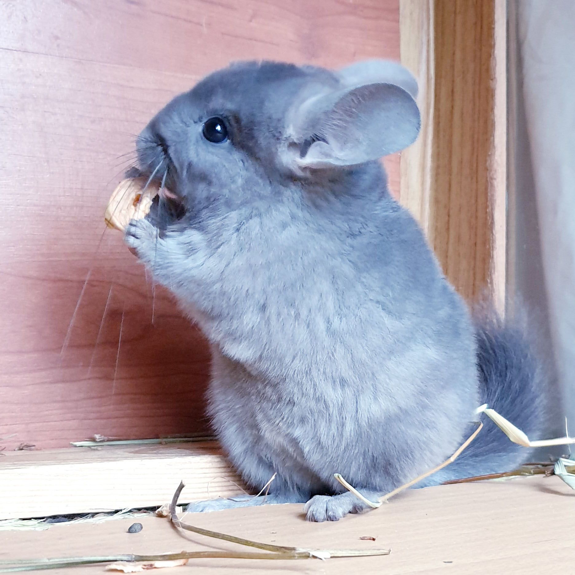 Маленькая самочка шиншиллы Фиолет эбони