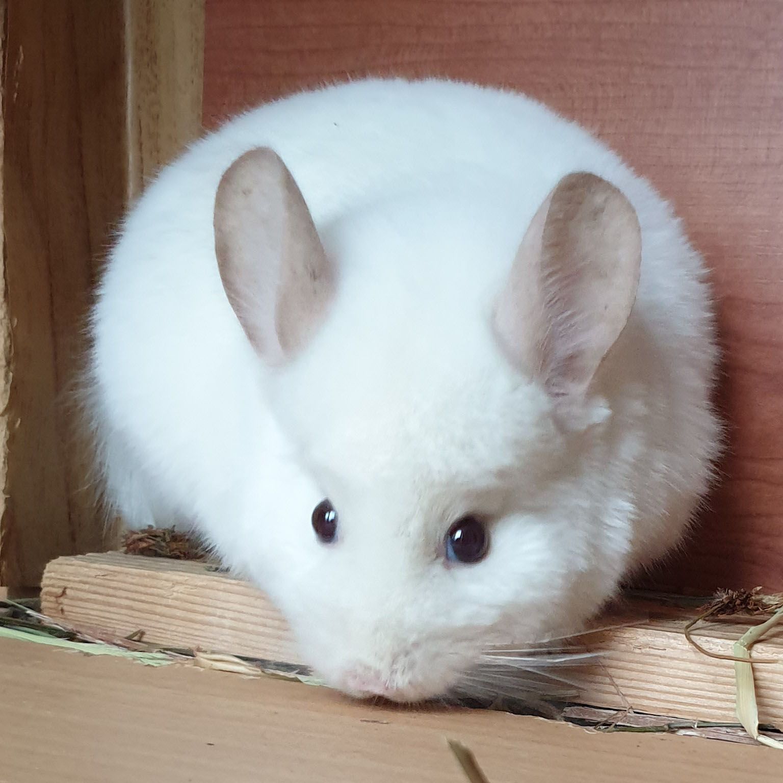 Самец шиншиллы (юниор) бело-розовый эбони носитель ангоры и фиолета