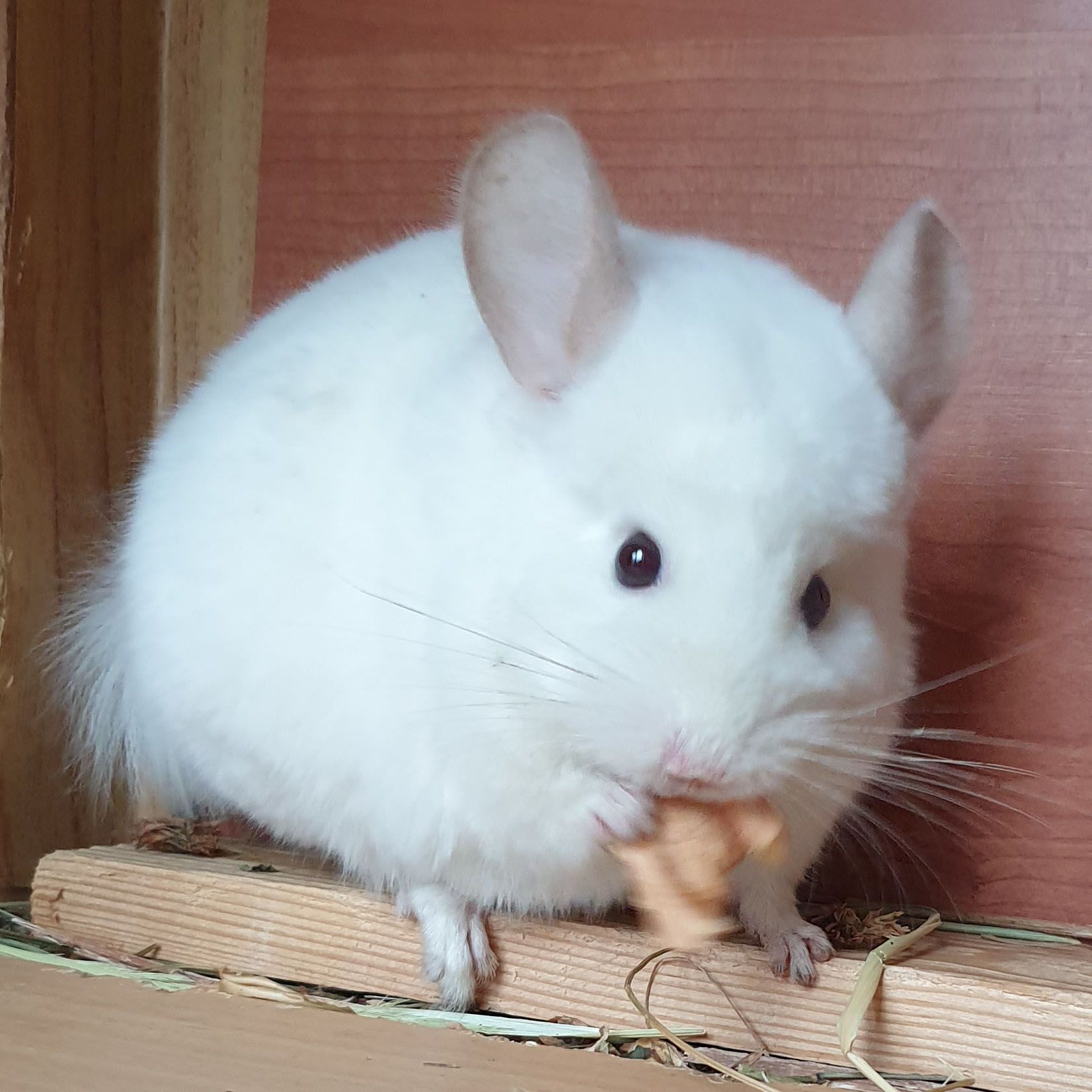 Самец шиншиллы (юниор) бело-розовый эбони носитель ангоры и фиолета