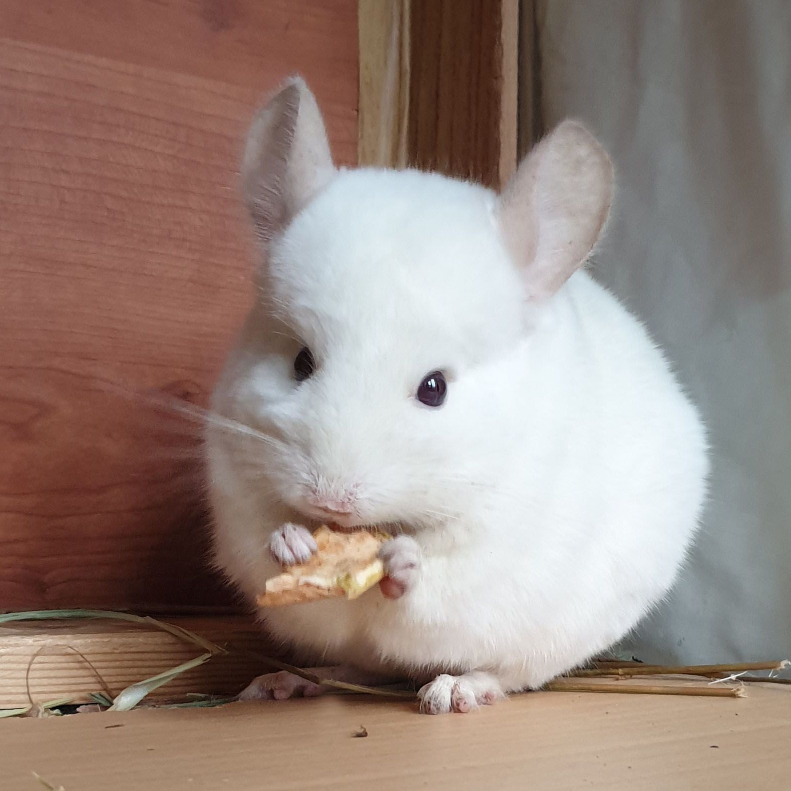 Самец шиншиллы (юниор) бело-розовый эбони носитель ангоры и фиолета