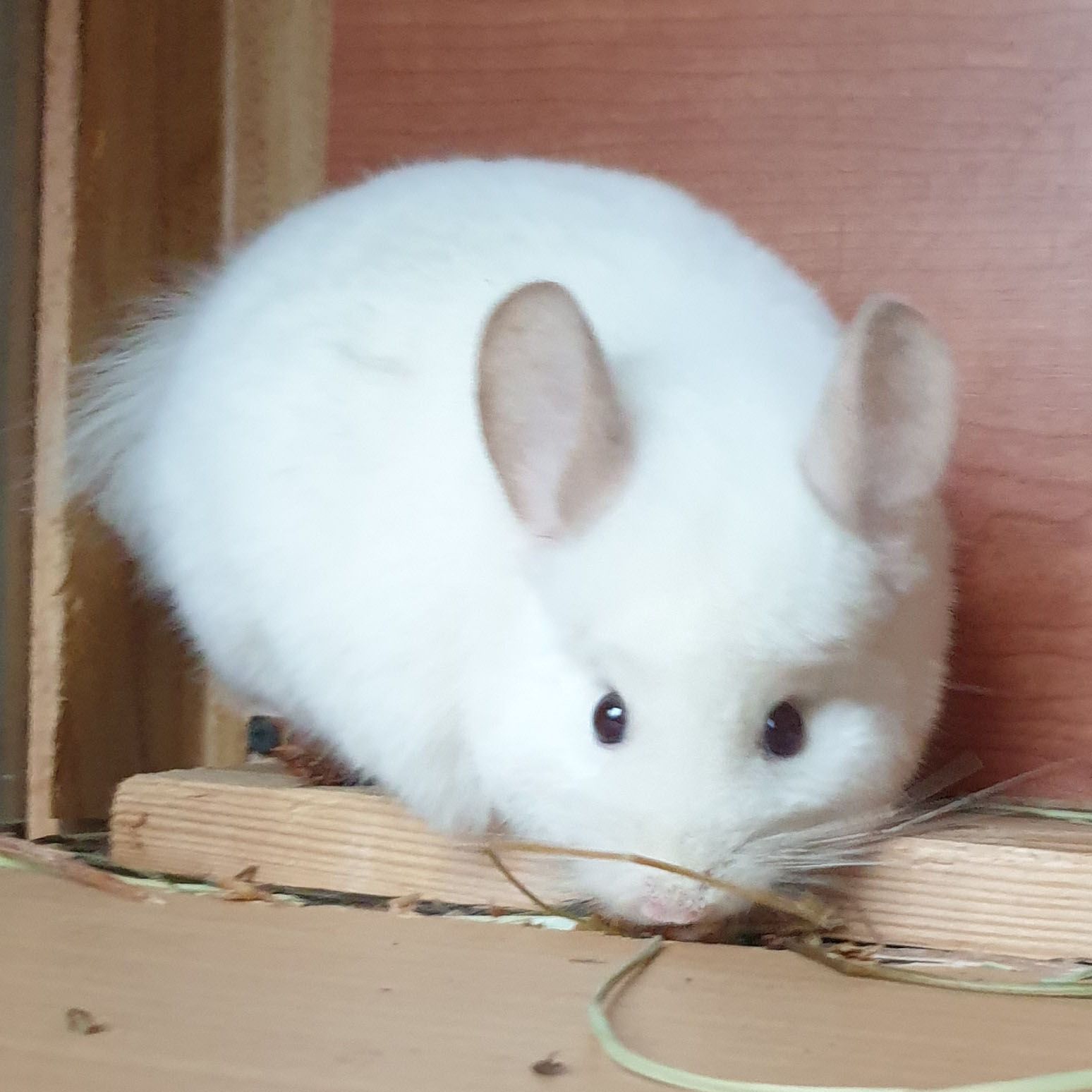 Самец шиншиллы (юниор) бело-розовый эбони носитель ангоры и фиолета