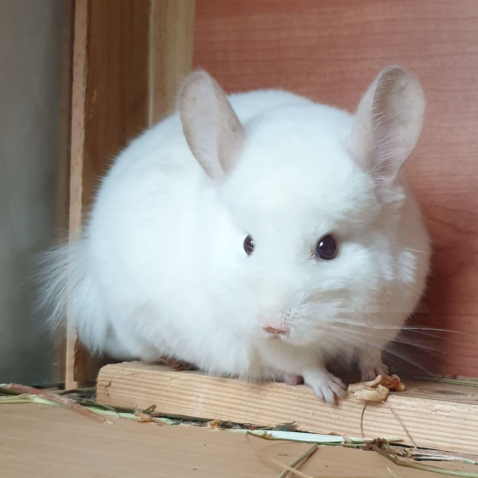 Самец шиншиллы (юниор) бело-розовый эбони носитель ангоры и фиолета