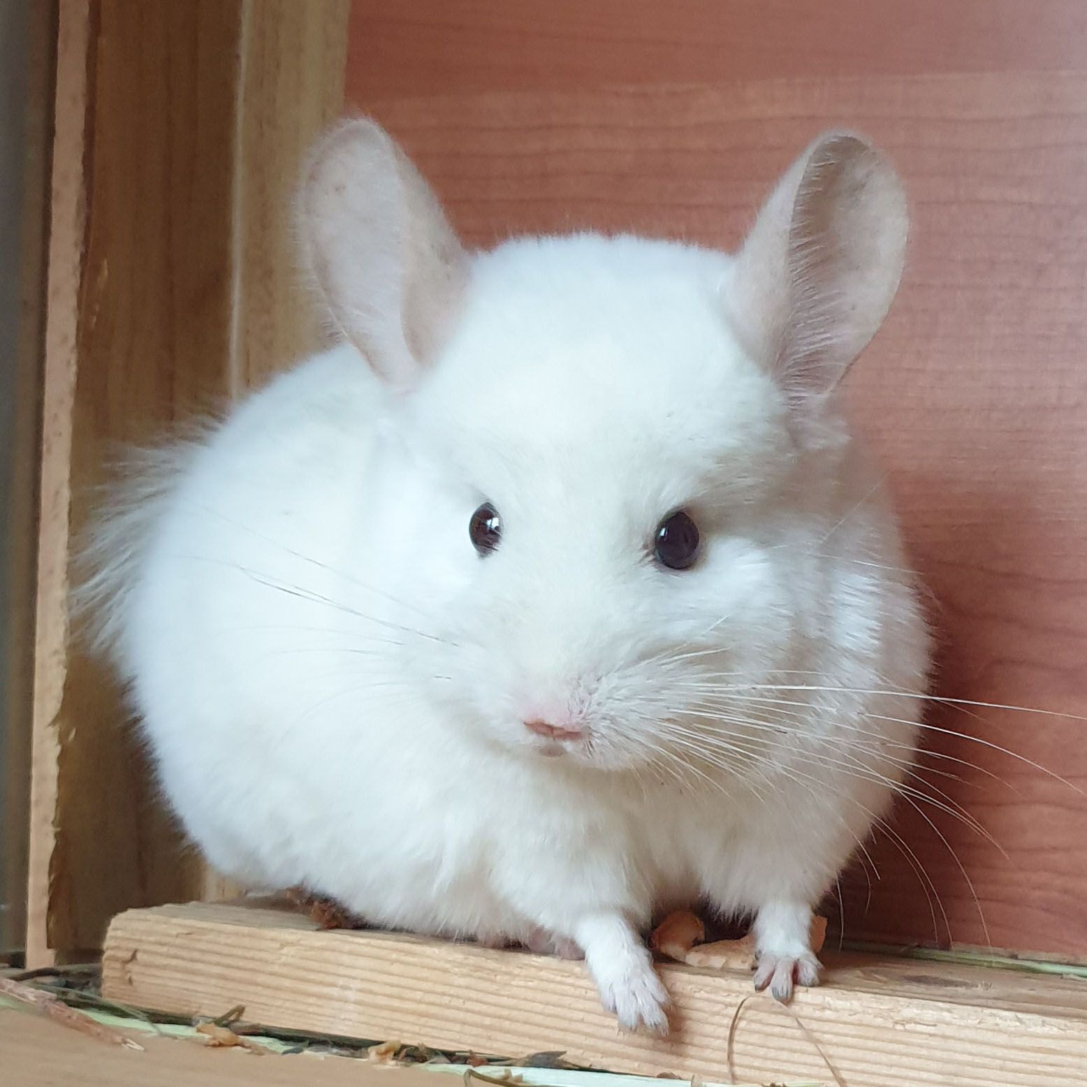 Самец шиншиллы (юниор) бело-розовый эбони носитель ангоры и фиолета