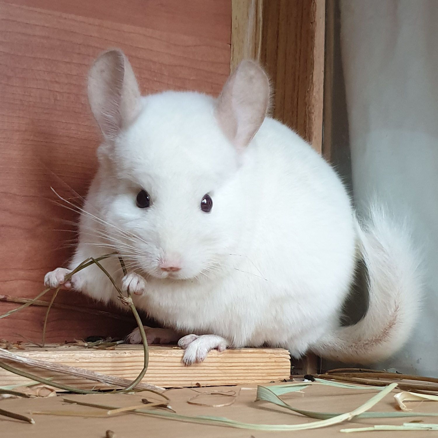 Самец шиншиллы (юниор) бело-розовый эбони носитель ангоры и фиолета