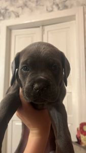 Щенки Кане Корсо