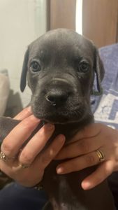 Щенки Кане Корсо