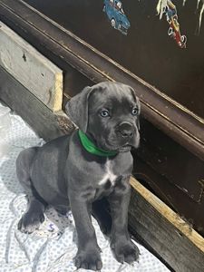 Щенки Кане Корсо