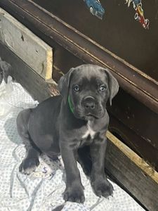 Щенки Кане Корсо