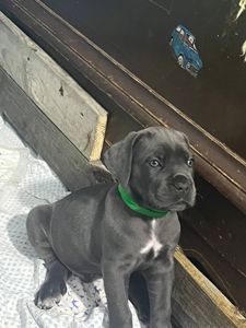 Щенки Кане Корсо