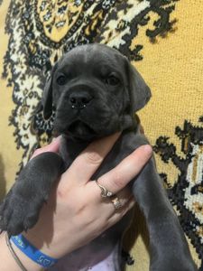 Щенки Кане Корсо