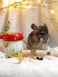 Шиншилятка