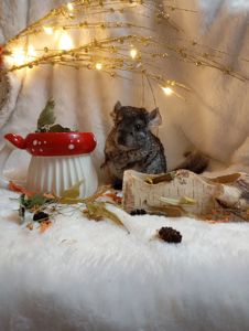 Шиншилятка