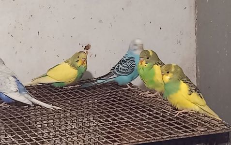 Волнистый попугай