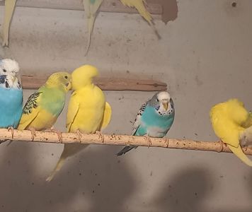 Волнистый попугай