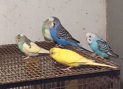 Волнистый попугай